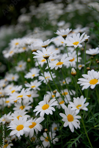 Bloom White Gerbera Flowers Texture background - Natural Scene backdrop in the flower garden 