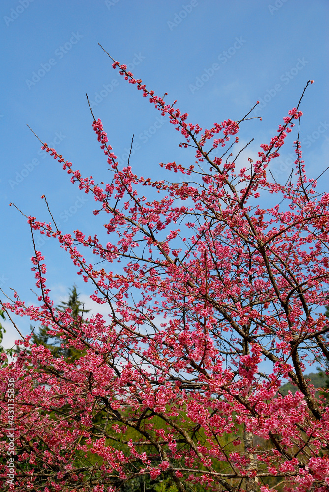 Wild Himalayan Cherry blossom with blue sky background at angkhang thailand or call sakura thailand - Beautiful nature scene in winter thailand Wild Himalayan Cherry blossom with blue sky background at angkhang thailand or call sakura thailand - Beautiful nature scene in winter thailand