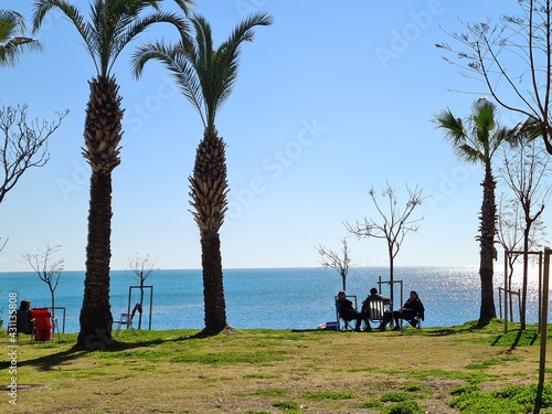 trees in the park