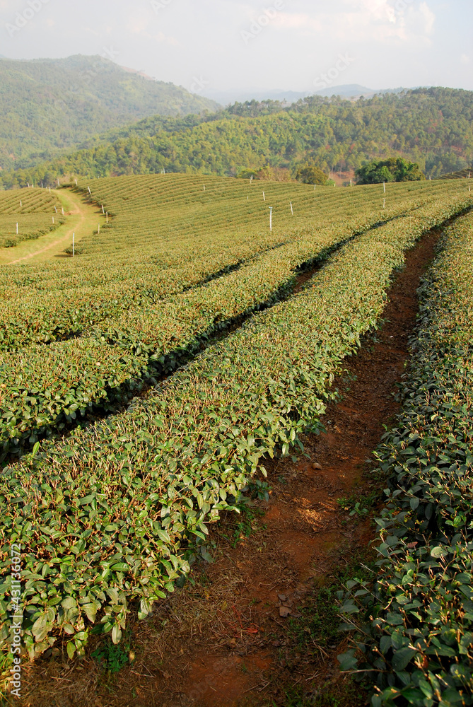 Green Tea field at Choui Fong Tea Plantation , Doi Mae Salong Chiangrai - - Nature and agriculture farm