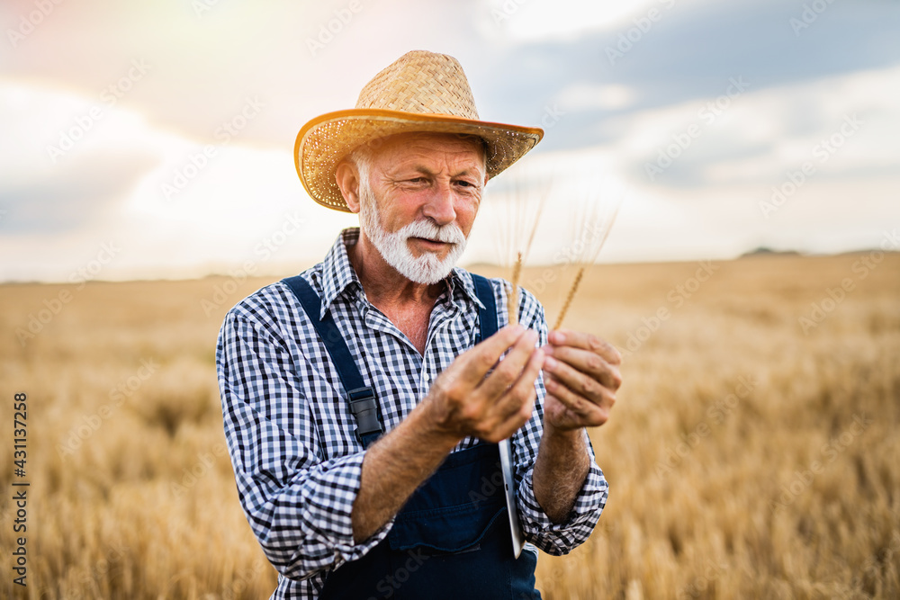 Fototapeta premium Sixty years old bearded farmer holding wheat ears in his hand.