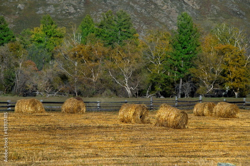 Russia. The South Of Western Siberia, The Altai Mountains. Mown fields with hay bales in the valley of the Ursul River near the village of Ongudai. photo