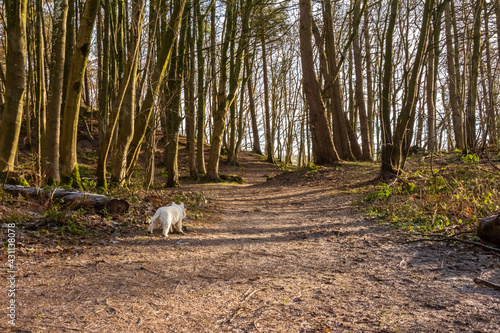 Fényképezés A white west highland terrier dog walking a long a woodland trail in winter