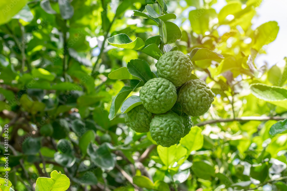Fresh bergamot fruit on bergamot tree with bright sunshine bokeh background. - obrazy, fototapety, plakaty 