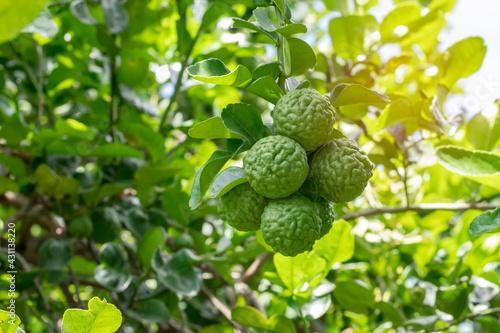 Fresh bergamot fruit on bergamot tree with bright sunshine bokeh background.
