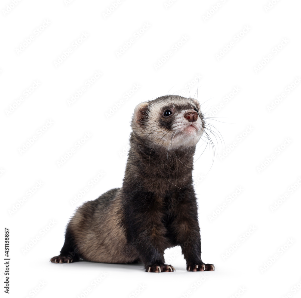 Cute young ferret standing with head high sniffing, looking straight ahead. Isolated on a white background.