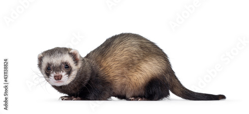 Cute young ferretstanding side ways, looking to camera. Isolated on a white background.