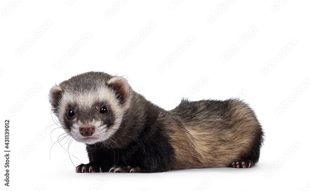 Cute young ferret laying down side ways, looking to camera. Isolated on a white background. Cute young ferret laying down side ways, looking to camera. Isolated on a white background.