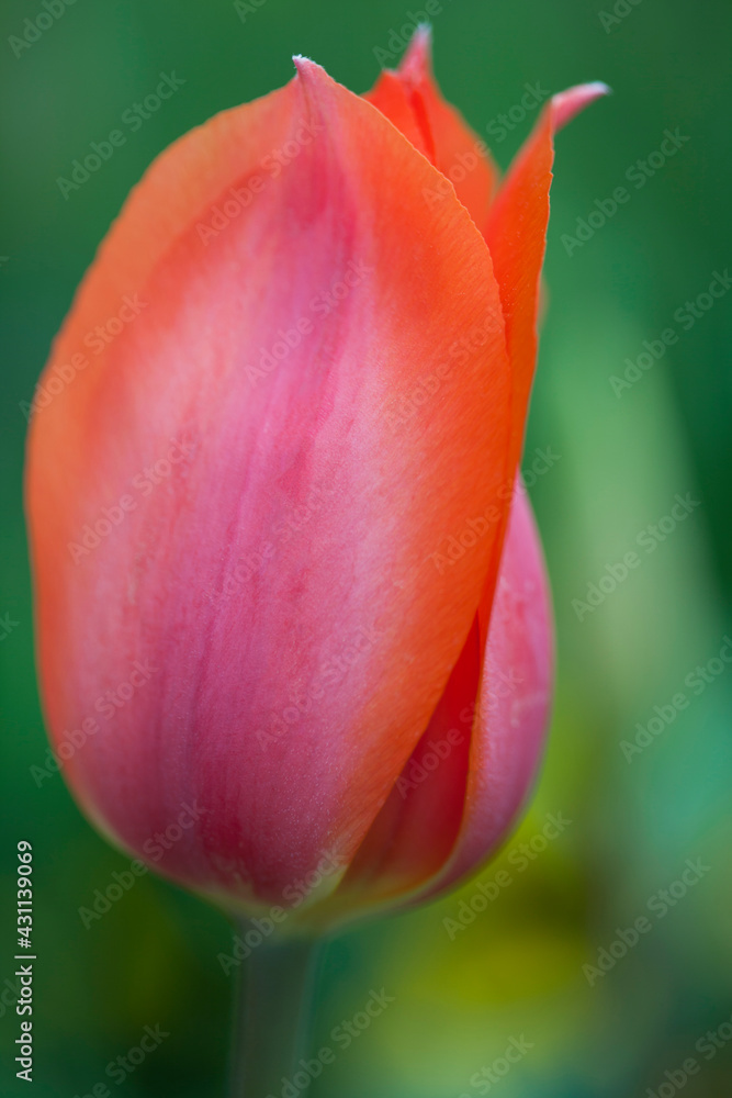 Beautiful pink tulip flowers in the garden Beautiful pink tulip flowers in the garden