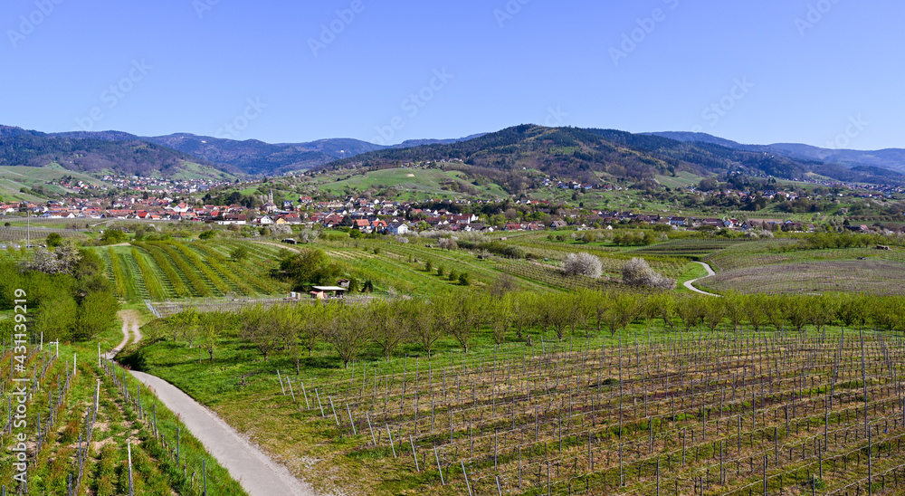 The Bühler Valley with the  Vineyards of Neuweier, Altschweier and Bühl. In the background the Black Forest. Baden Wuerttemberg, Germany, Europe
