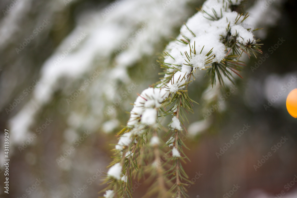 Close-up of snow on pine leaves