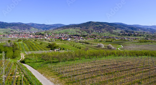 The B  hler Valley with the  Vineyards of Neuweier  Altschweier and B  hl. In the background the Black Forest. Baden Wuerttemberg  Germany  Europe