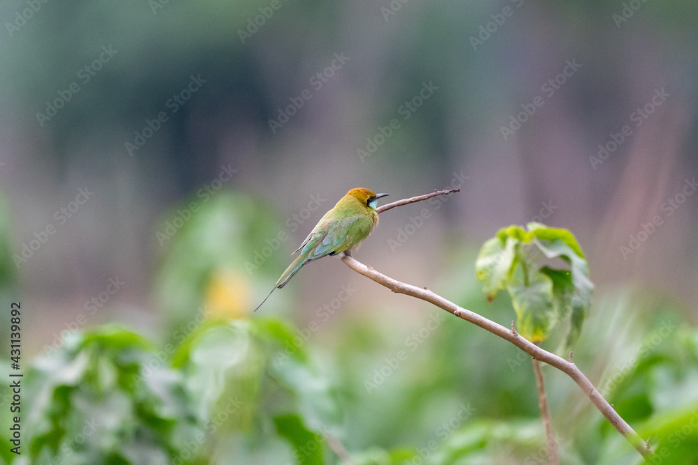 Fototapeta premium Closeup shot of a Hummingbird perched on a branch