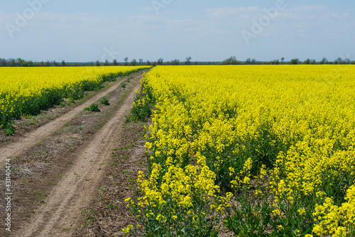 rapeseed field in spring