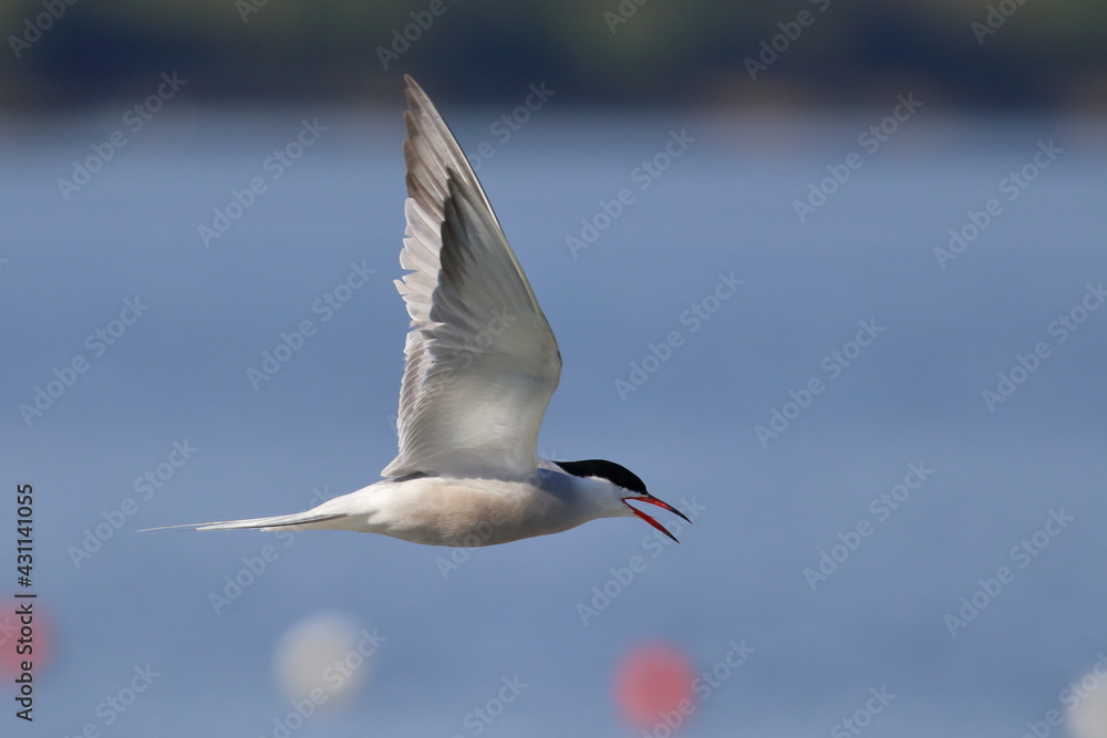 Fototapeta premium common tern