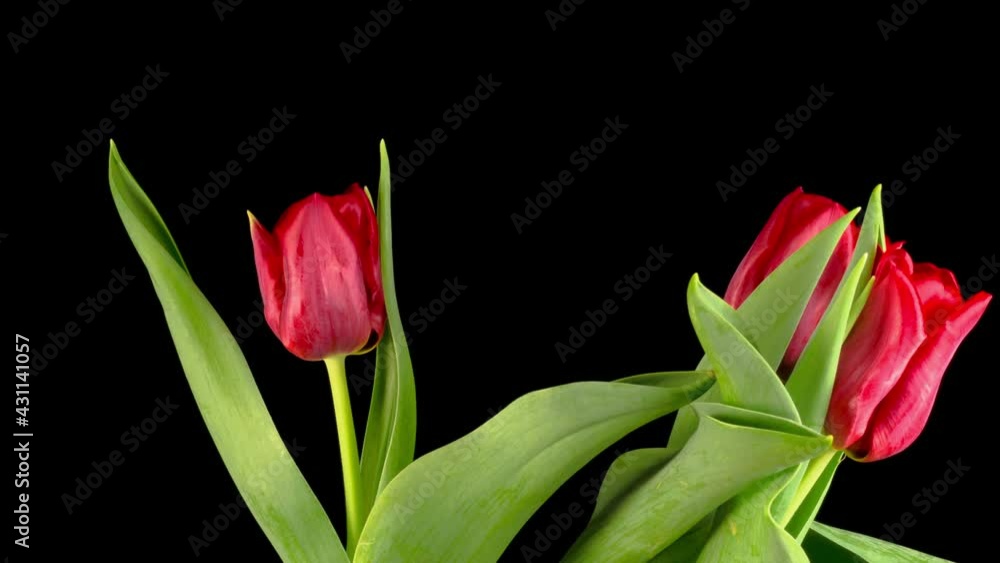 Beautiful Timelapse of Red Tulips Flowers Blooming on Black Background. 4K. Beautiful Timelapse of Red Tulips Flowers Blooming on Black Background. 4K.