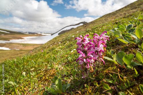 Beautiful wild flowers of lousewort (Pedicularis) in the tundra on the hillside. Summer Arctic landscape. Tundra wildflowers and plants. Nature of Chukotka and Polar Siberia. The Far North of Russia. photo