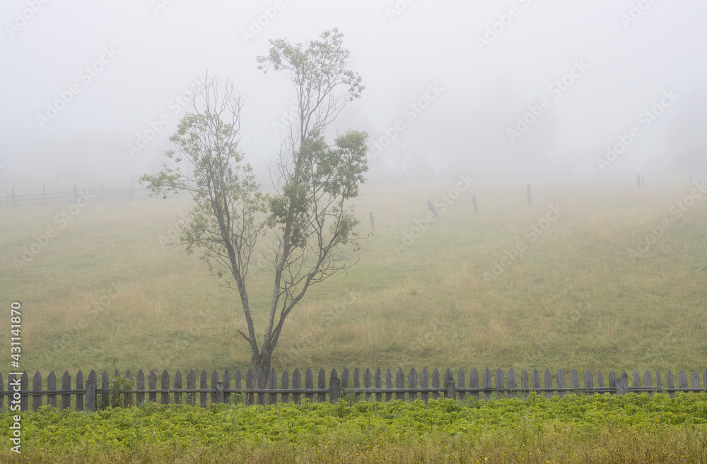 Obraz premium Foggy rural landscape. Scenic view of the old wooden fence, tree, vegetable garden and pastures in the fog. Misty morning in the countryside. Summer in the village.