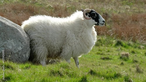 Blackface sheep having a rub in County Donegal - Ireland