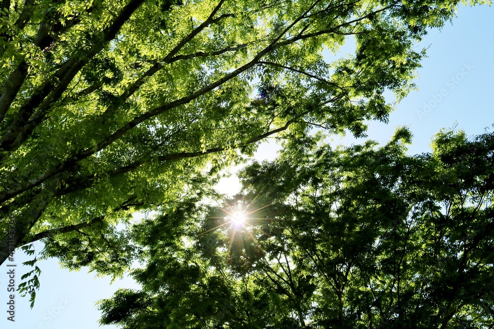癒しの緑 太陽 春 風景 癒しの緑 太陽 春 風景