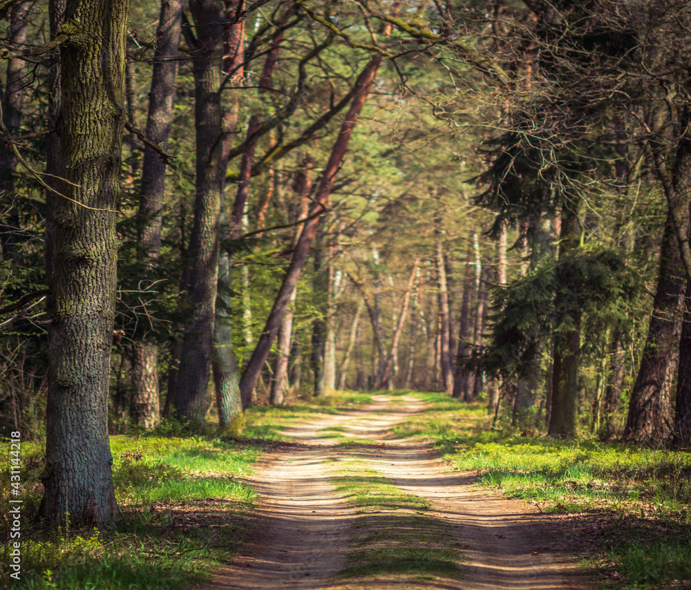 Fototapeta premium Słoneczny dzień w lesie