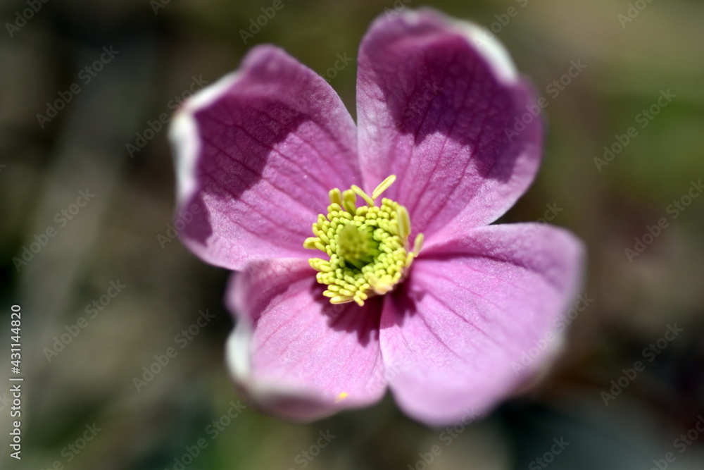 Rosa Blüte einer Bergwaldrebe
