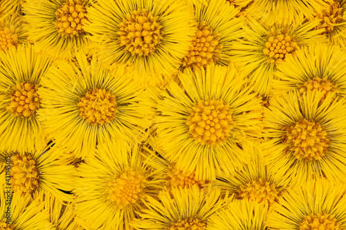 Background from bright beautiful orange flowers. Blooming Tussilago.