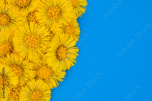 Yellow flower on a blue paper background. Blooming Tussilago.