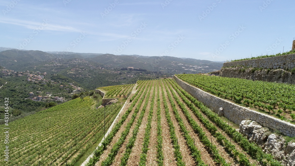 Vineyard landscape view. Wine in progress. Syrah. Cabernet franc. Cabernet sauvignon and merlot. Grapes varieties. Amphora. Batonnage. Vineyard in spring season. Vineyard view from top