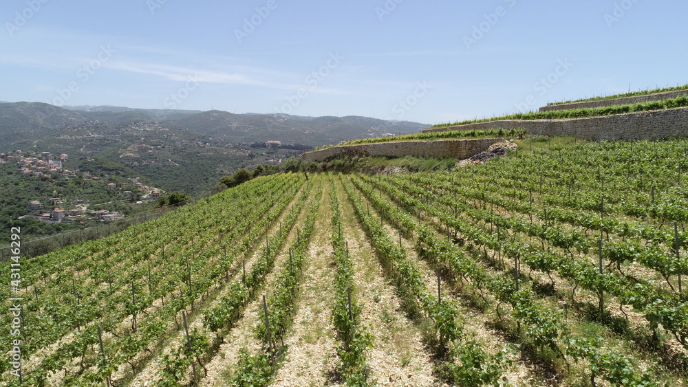 Vineyard landscape view. Wine in progress. Syrah. Cabernet franc. Cabernet sauvignon and merlot. Grapes varieties. Amphora. Batonnage. Vineyard in spring season. Sunny day. Top view