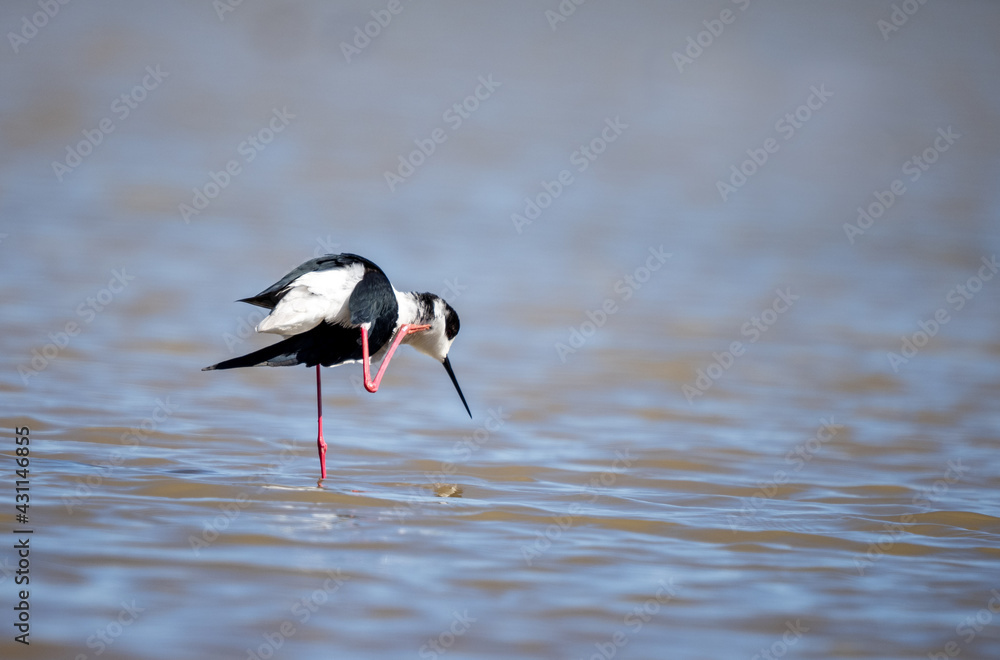 Fototapeta premium Black-winged Stilt, Aiguamolls de l'Empordà, Girona