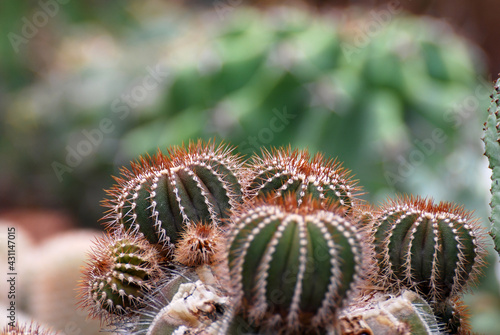 Selective focus on British crown cactus at cactus farm or call Uebelmannia pectinifera. Beautiful plant nature with copy space for text greeting flower  photo