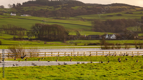 Canvastavla Flock or gaggle of barnacle geese in a field beside a flooded winter river