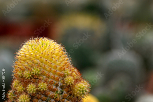 Closeup yellow cactus with blurred background - Beautiful nature cacti desert houseplant 