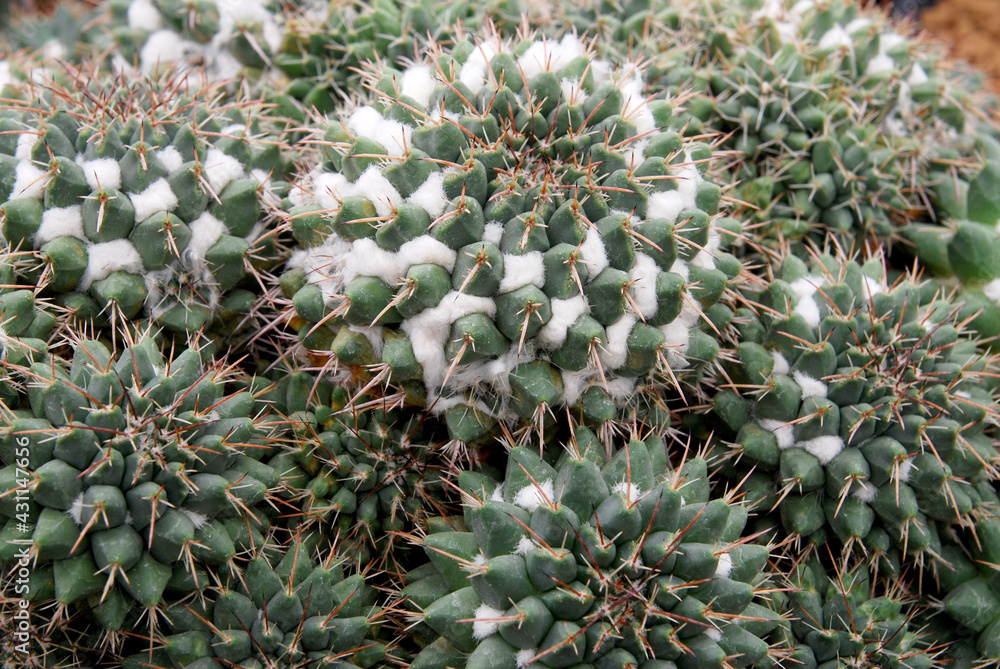 Closeup Cactus . The genus Mammillaria is one of the largest in the cactus family. green nature desert houtplant abstract texture Closeup Cactus . The genus Mammillaria is one of the largest in the cactus family. green nature desert houtplant abstract texture