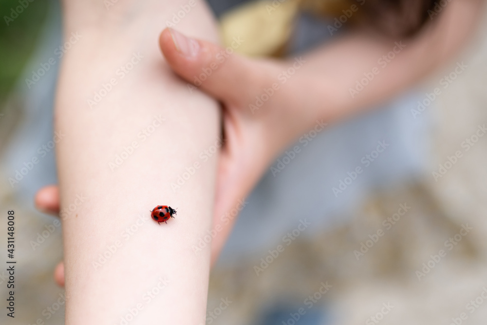 Naklejka premium 子供の腕にとまったてんとう虫