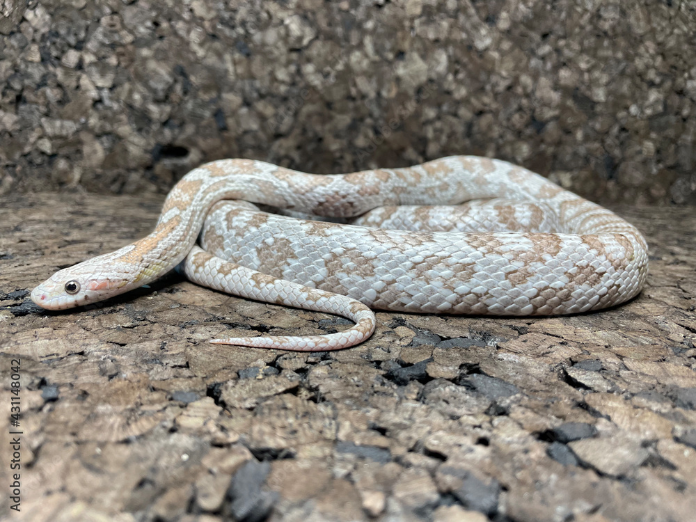 Fototapeta premium close up of a snake