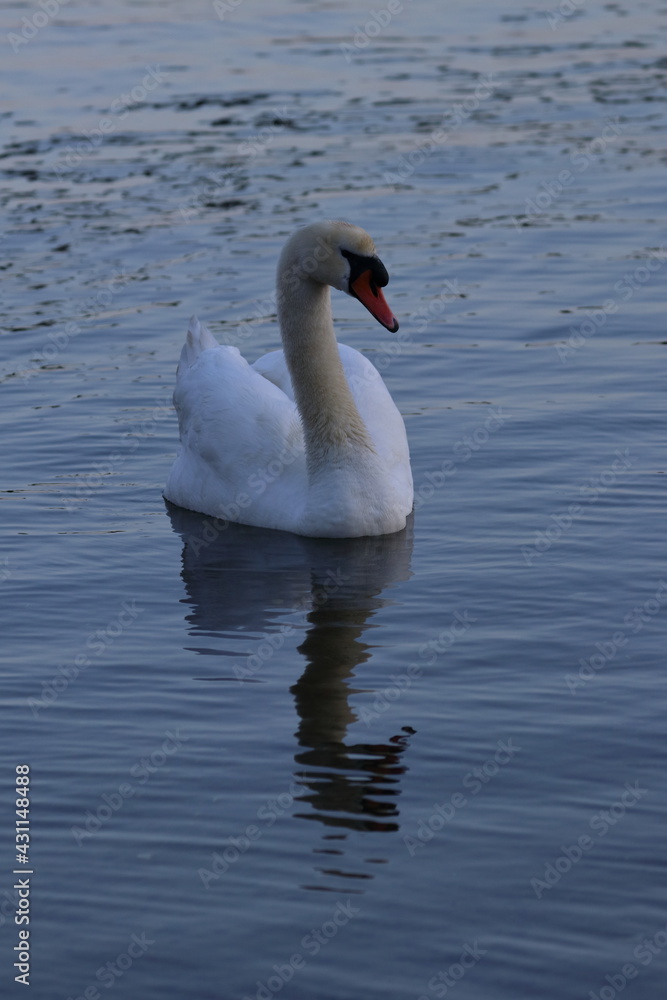 mute swan