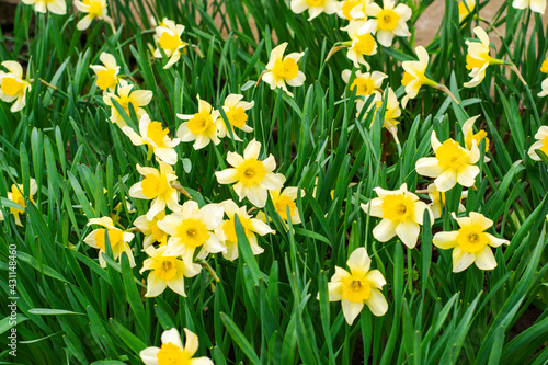 Fototapeta Naklejka Na Ścianę i Meble -  background of daffodils blooming in the garden in spring