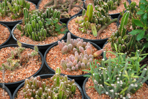 Cactus or call fairy castle cactus. Scientific name is Acanthocereus tetragonus 'Fairy Castle' This small, slow-growing variety has dark green stems studded with white spines photo