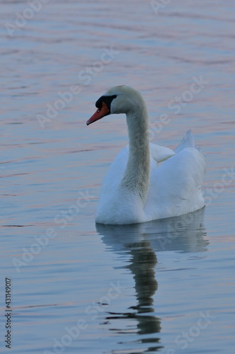 mute swan