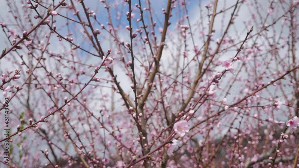blooming peach orchards trees in spring in Crimea in sunny blooming peach orchards trees in spring in Crimea in sunny