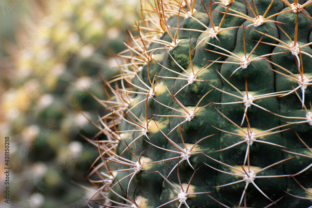 Closeup Desert Cactus Plant with blurred black Background. The genus Mammillaria is one of the largest in the cactus family. Beautiful Detail and backdrop Closeup Desert Cactus Plant with blurred black Background. The genus Mammillaria is one of the largest in the cactus family. Beautiful Detail and backdrop