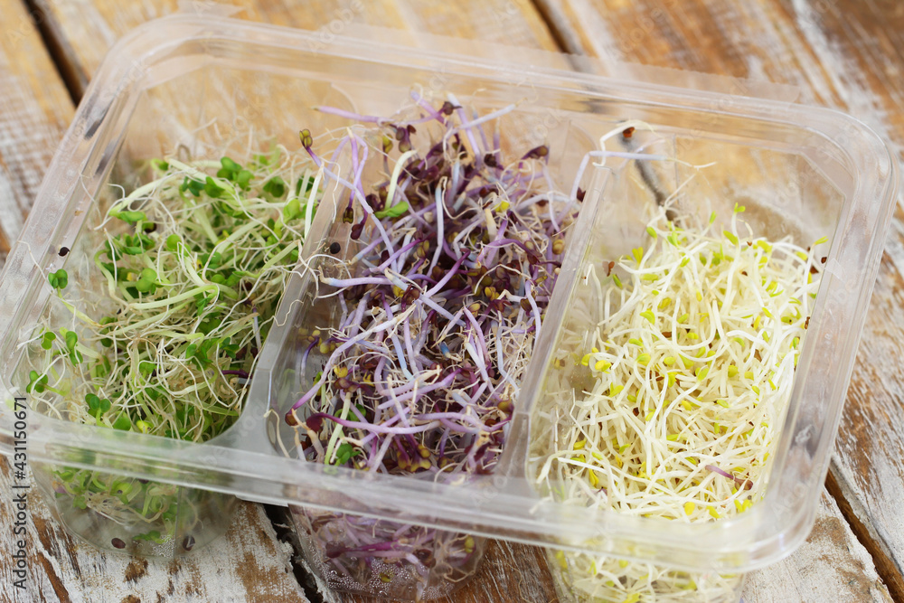 Selection of leek sprouts in transparent plastic box on rustic wooden surface