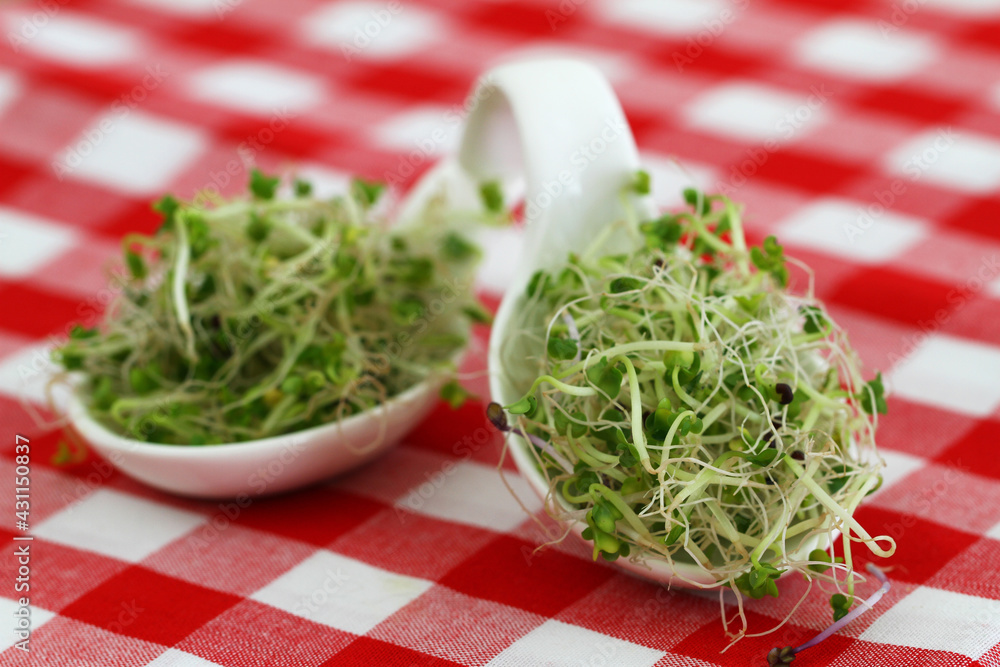 Alfalfa and leek sprouts on porcelain spoons on red and white checkered cloth