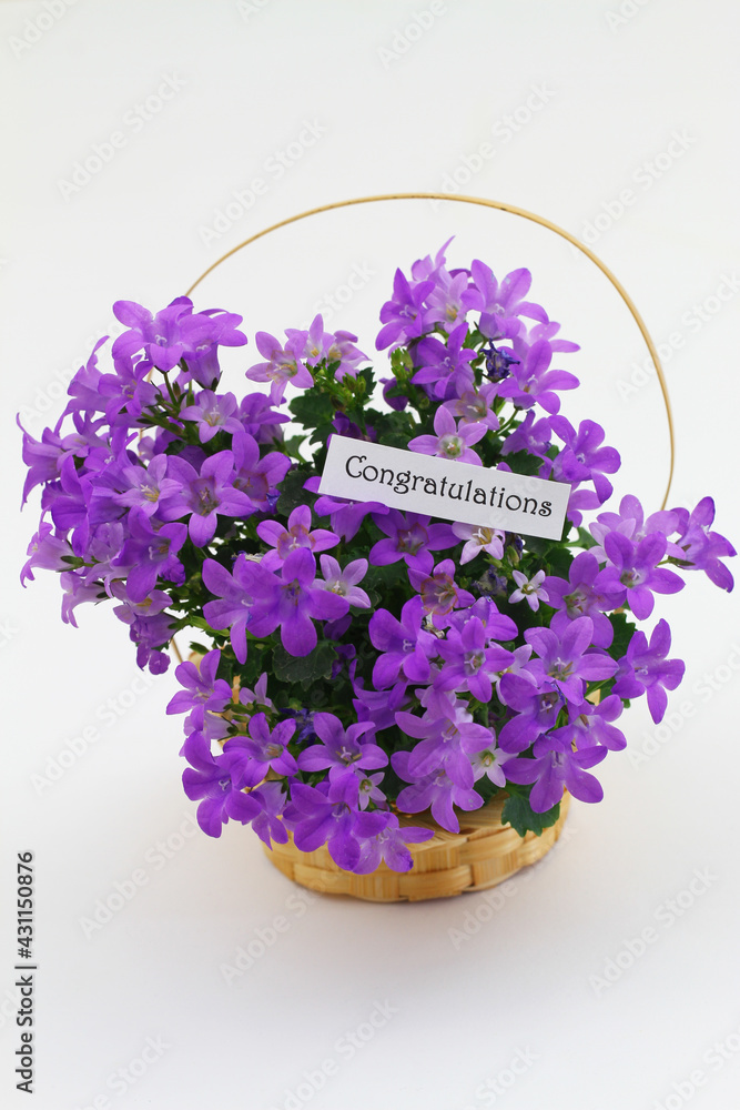 Congratulations card with purple Campanula flowers in miniature wicker basket on white background