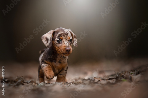 Foto Little Merle Dachshund Puppy, puppies of small rabbit dachshund