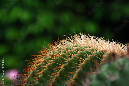 Nature Macro Cactus isolated blurred black Background. The genus Mammillaria is one of the largest in the cactus family - copy space