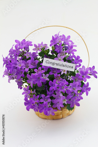 Obraz na płótnie Congratulations card with purple Campanula flowers in miniature wicker basket on white background
w salonie