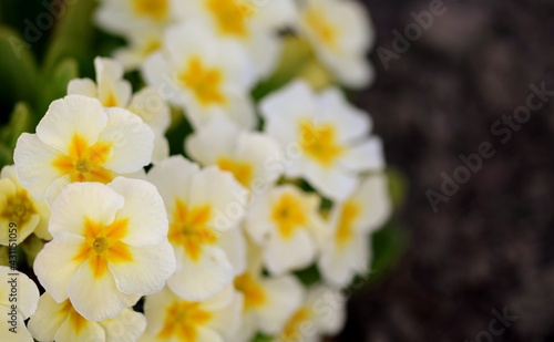 Primroses pastel yellow flowers for floral background, closeup